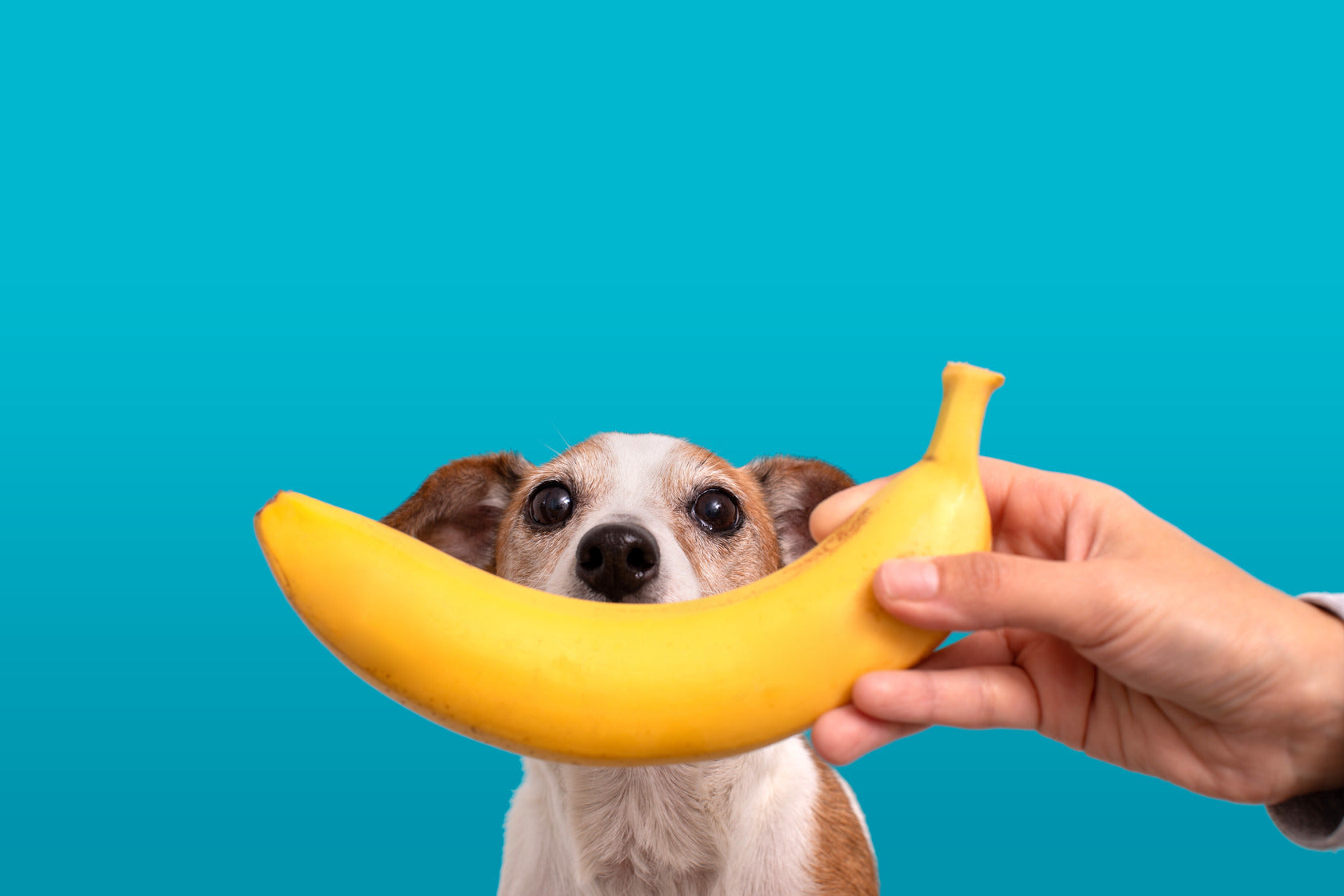 Is it ok for dogs to eat bananas online