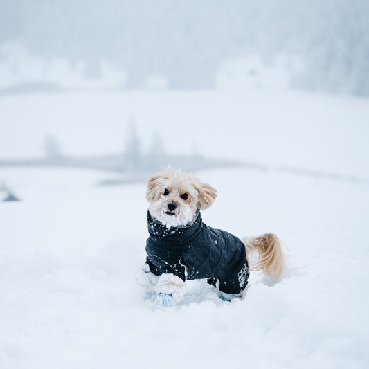 Hurtta Extreme Warmer V2: Ultimate Winter Jacket for Dogs