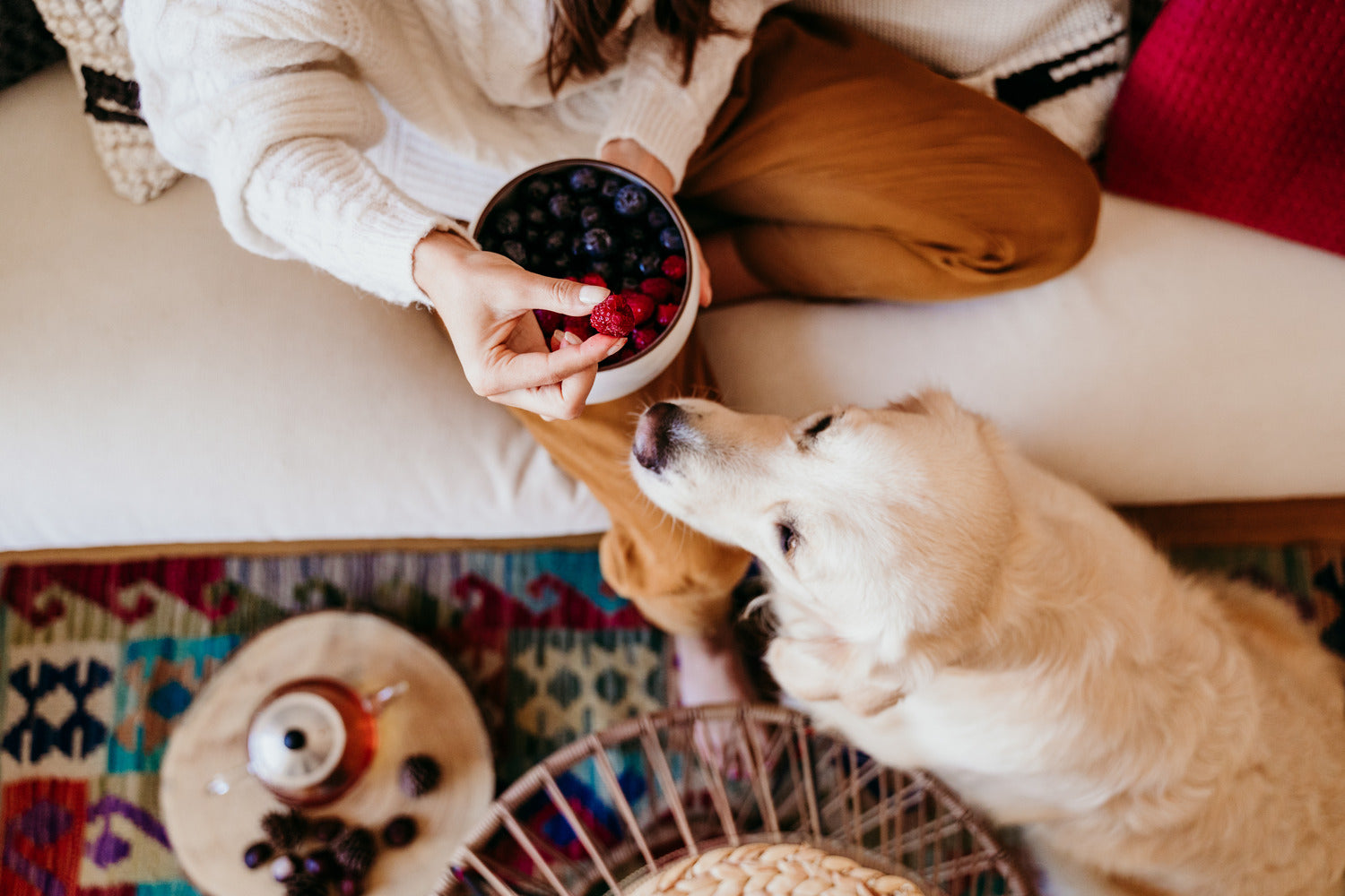 Can Dogs Eat Raspberries? – BigPawShop
