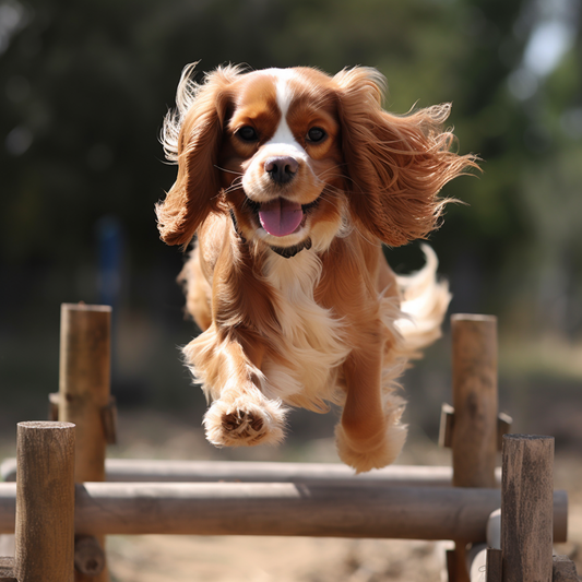 Cavalier King Charles Spaniel: The Ultimate Breed Guide