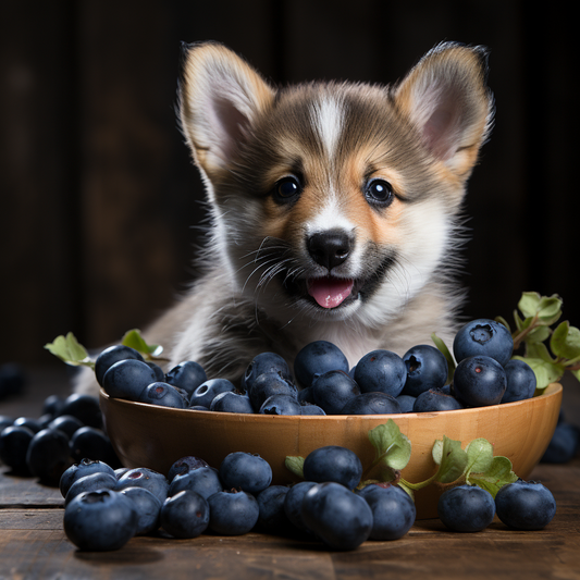 a dog in a bowl of blueberries