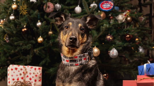 Christmas Dog Collars: Our Top Picks!