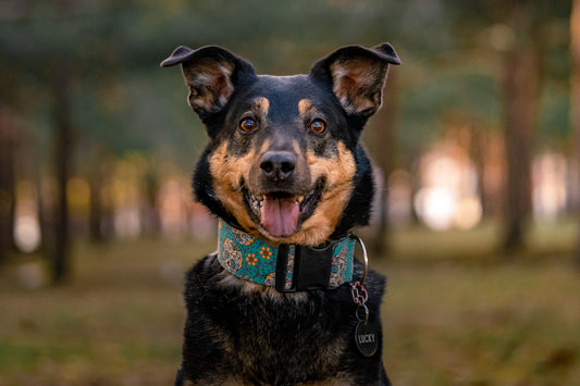 Flower Dog Collars: Handmade, Cute and Stylish