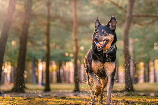 How To Take Better Photos Of Your Dog: Unleashing the Master Photographer in You