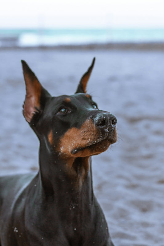 Are Pinscher and Doberman the Same: Exploring Key Differences