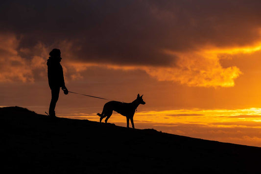 A Gentle Solution for Leash Pulling: The Martingale Collar