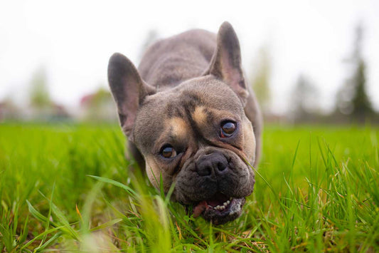 Is it Safe for Dogs to Eat Grass? Exploring the Benefits and Risks