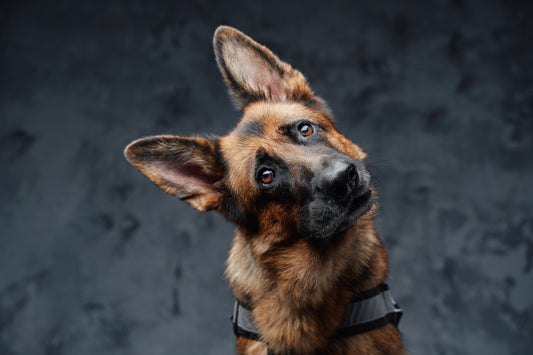 Celebrating German Shepherd Day: Meet Our Favorite Instagram Stars