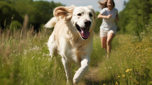 stock_photo_of_a_happy_dog_and_their_owner