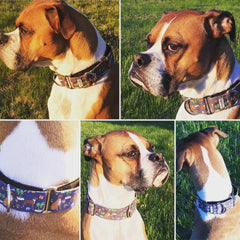 Boxers on The Beach Navy On Dog | BigPawShop.ca