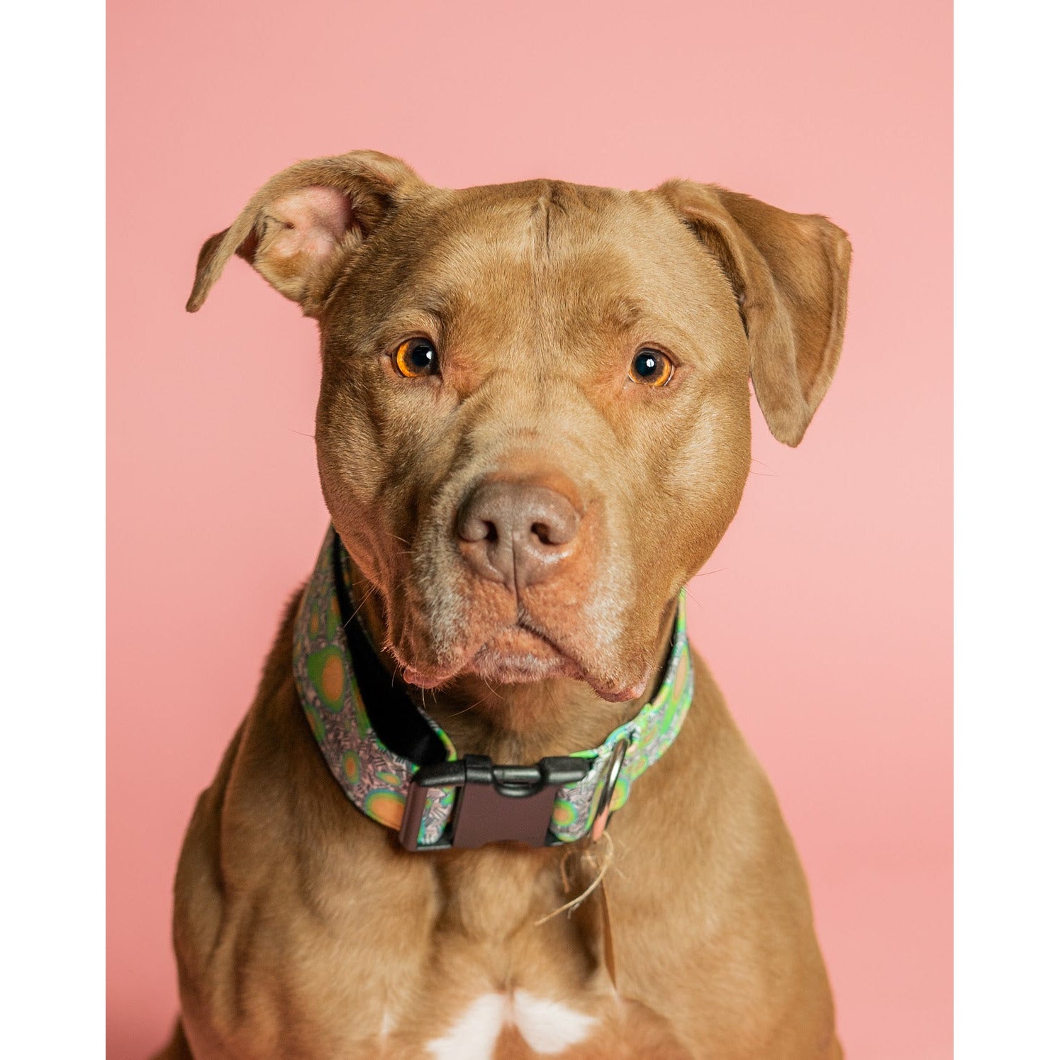 BigPawShop Avocado Dog Collar Comfortable Fit Unique Design