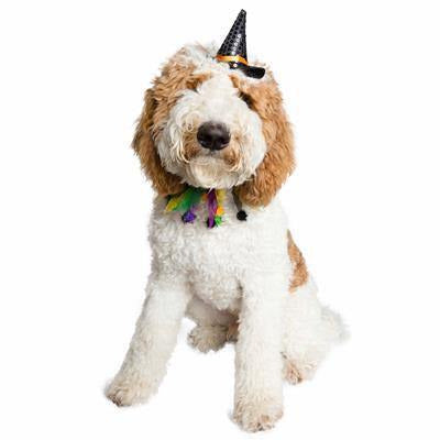 Halloween Hat & Collar Set For Dogs - BigPawShop