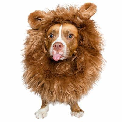 Lion Mane Dog Costume (M/L) - BigPawShop