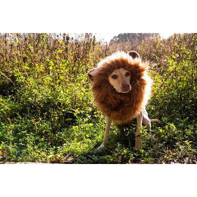 Lion Mane Dog Costume (M/L) - BigPawShop