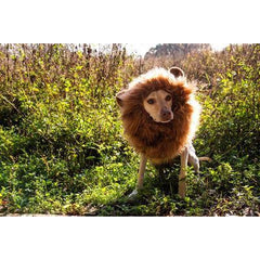 Lion Mane Dog Costume (M/L) - BigPawShop