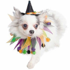 Halloween Hat & Collar Set For Dogs - BigPawShop