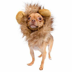 Lion Mane Dog Costume (S) - BigPawShop