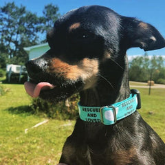 Rescued And Loved - Teal - BigPawShop